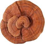 Ganoderma